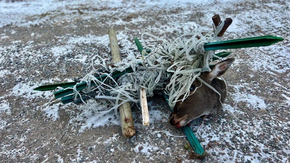 Det var omöjligt att skära loss stängslet med kniv efter att dovhjorten avlivats, så hårt satt det fast i kronan.