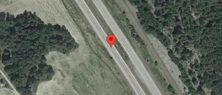 Rådjur innanför viltstängslet på E20
