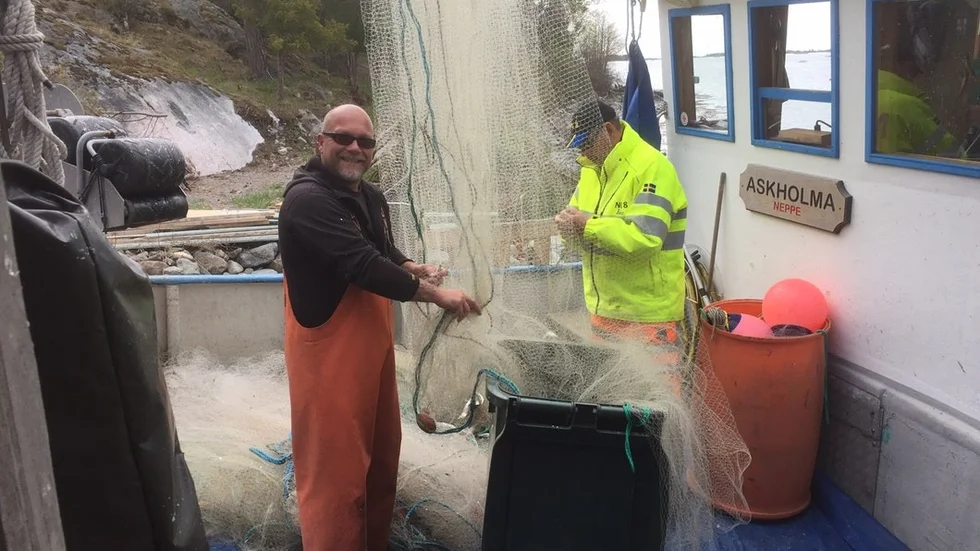 Åke Bergdahl och Carl-Rikhard Carlenstierna tar upp fisk inför strömmingfestivalen.