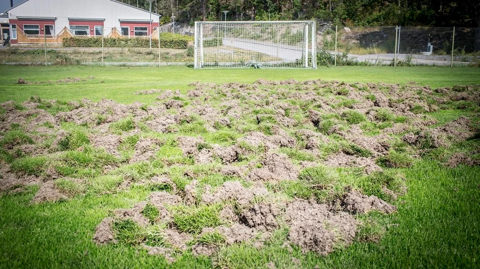 Fotbollsplanen närmst Drottninggatan är värst drabbad och där kommer hela gräsmattan vara tvungen att bytas ut.