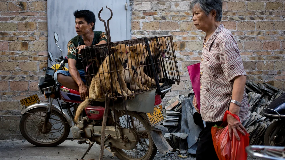 Bild från köttfestivalen i Yulin i Kina.