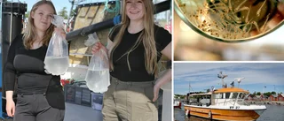 Nu är hundratusentals torsklarver på väg ut i Kappelshamnsviken • ”Vi jobbar med jackorna på”
