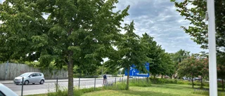 Regionen ville fälla biotopskyddad allé – fick nej • Nu ska de flyttas till en annan plats 