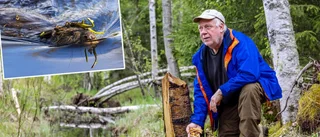 Här dyker naturens egen skogsvårdare upp
