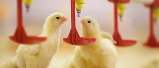 Slutreplik: Rekordlåga nivåer av antibiotika inom svensk kycklinguppfödning
