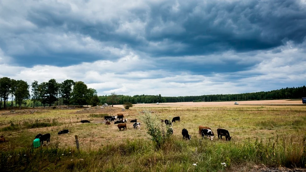 Torkan i Sverige slår hårt mot svenska bönder. Uttorkade hagar och fält leder till brist på foder. Köerna till slakterierna är långa – i januari 2019 finns tider. FOTO: PER LARSSON