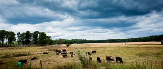 Svältkatastrof i Sverige – kräv att kommunen köper svenskt kött