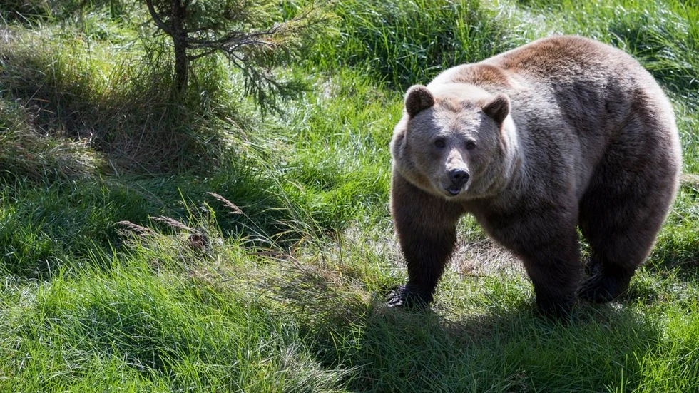 Björn på Namsskogan Familiepark i Norge. Det björnliknande djur som sågs i Malmköping var dock ett vildsvin.