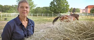 Extrem foderbrist – djurägare tvingas importera hö: "Det kommer att bli dyrt att ha häst"
