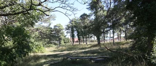 Planen: Högre hus, naturlekpark och trygghetsboende 
