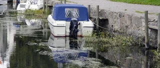 Högt sly täpper igen Trosaån