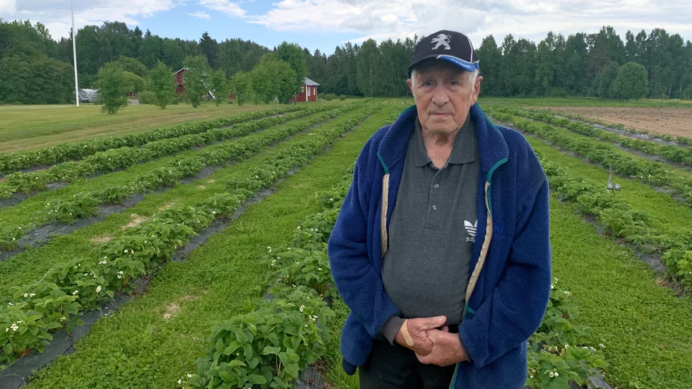 Rolf Söderström framför jordgubbslandet. 