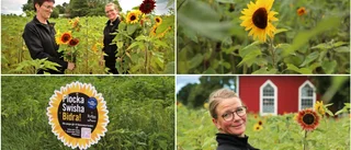 Systrarnas solrosodling växer • Självplock för Barncancerfonden i både Fole och Visby