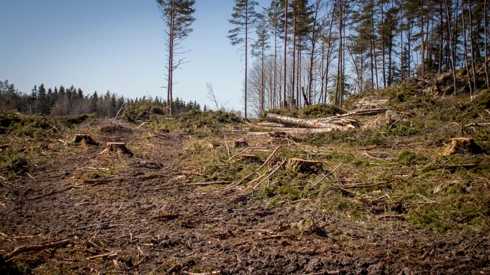 ”Nu, mitt i värmen, så är stora knastertorra kalhyggen också en brandfara.”
