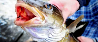 Här är fisken du ska undvika på tallriken