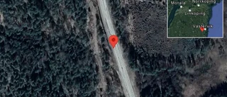 Rådjur på vägen
