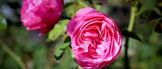 Här är dagens rosor