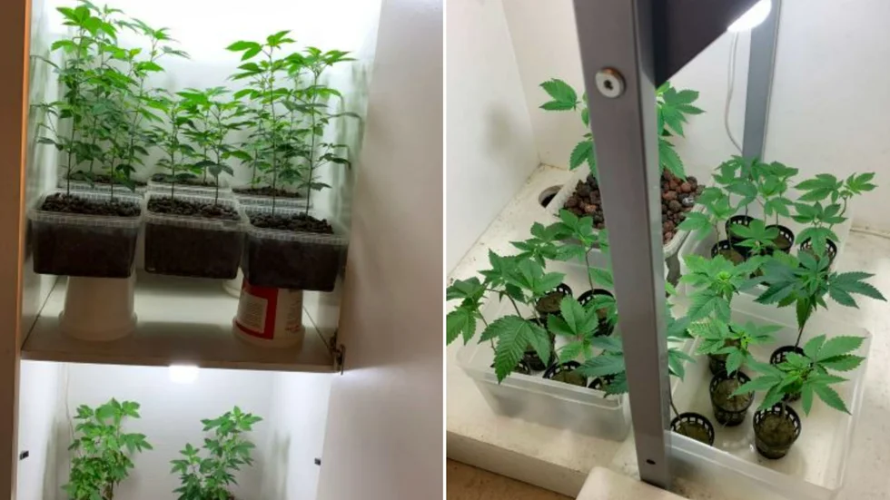 Mannen, som åtalas för narkotikabrott, säger att han odlade marijuana för eget bruk och att den hjälper mot hans ryggsmärtor.