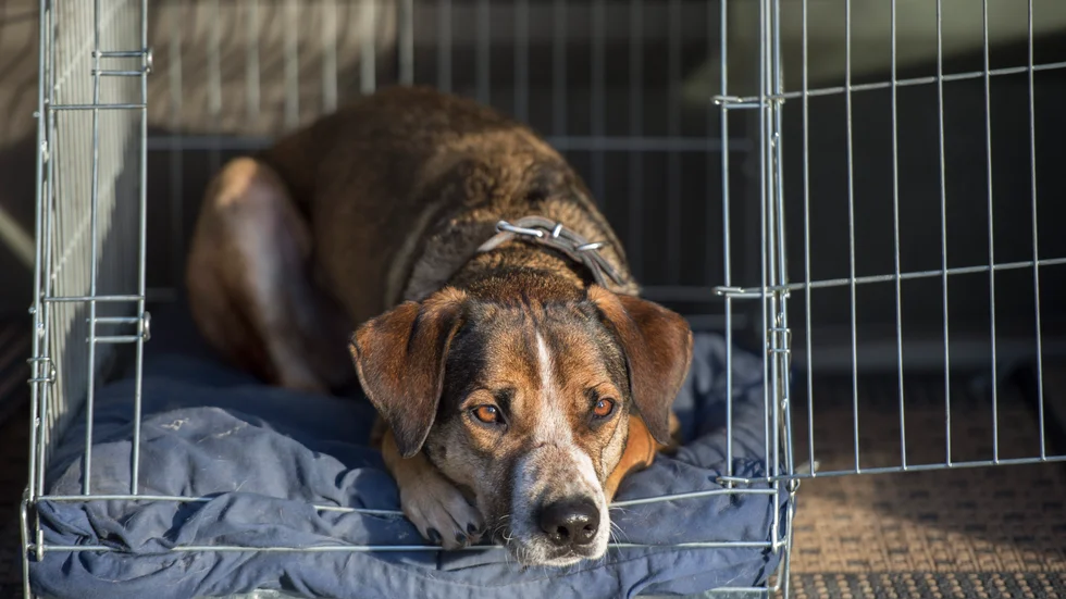 Hunden på bild är inte en av de insmugglade.