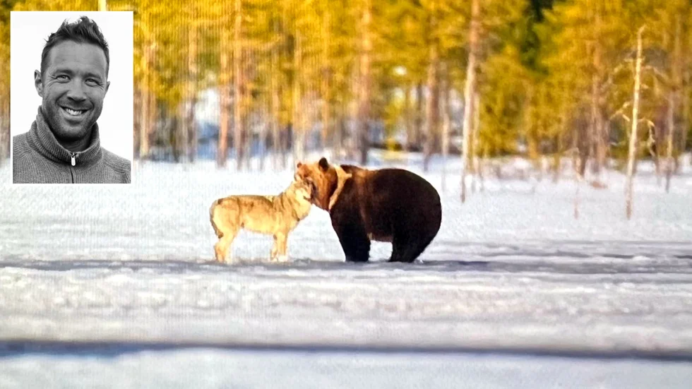 Det krävs en stor portion tålamod som naturfotograf för att fånga ögonblicken. Fotograf Magnus Winbjörk lyckades fånga ett ömsint möte mellan varg och björn under sin resa i finska Karelen.