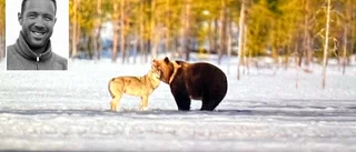 Naturfotografen fångade magiskt möte mellan varg och björn