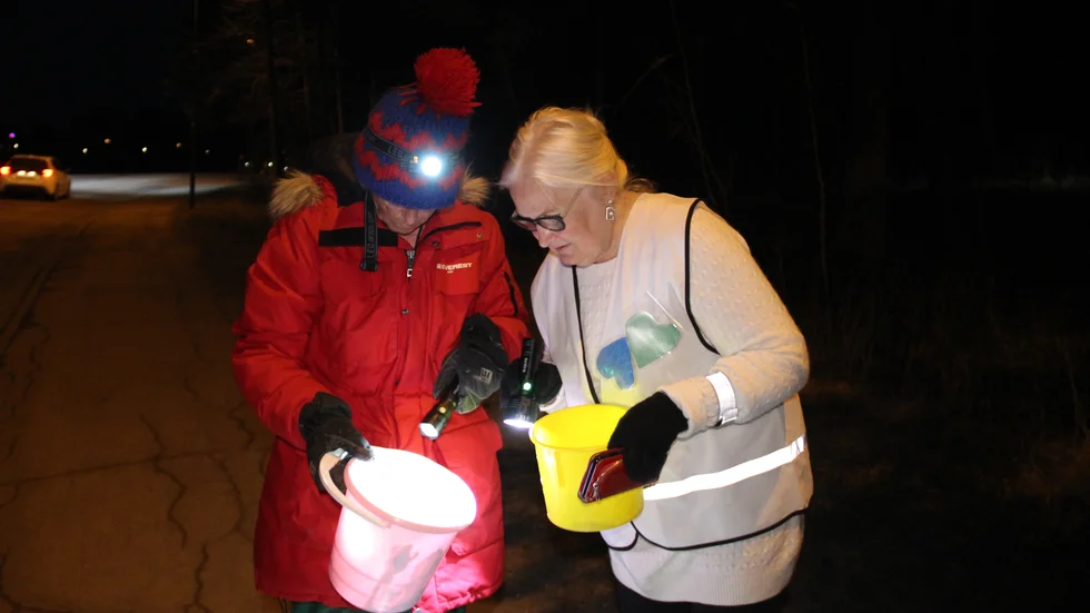 Carina Östman och Inger Hallqvist Lindvall använder hinkar för att transportera grodorna över till andra sidan vägen.