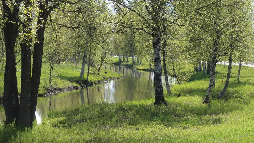 Skir grönska.
