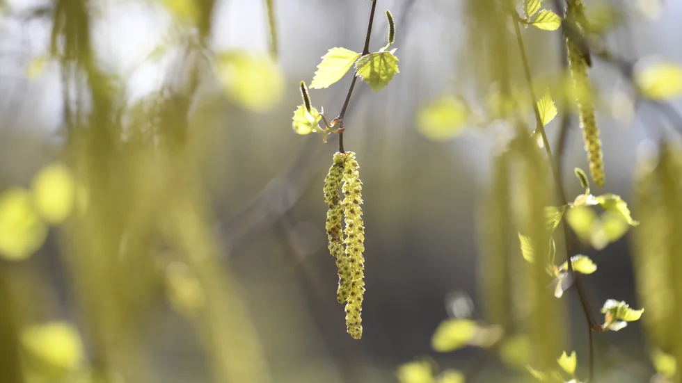 Hängen med björkpollen. Årets pollensäsong är betydligt värre än förra året. Arkivbild.