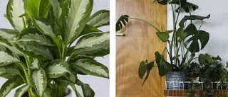 Trend: stora växter och luftrening