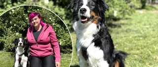 Risk för het sommar – här är knepen för din hund