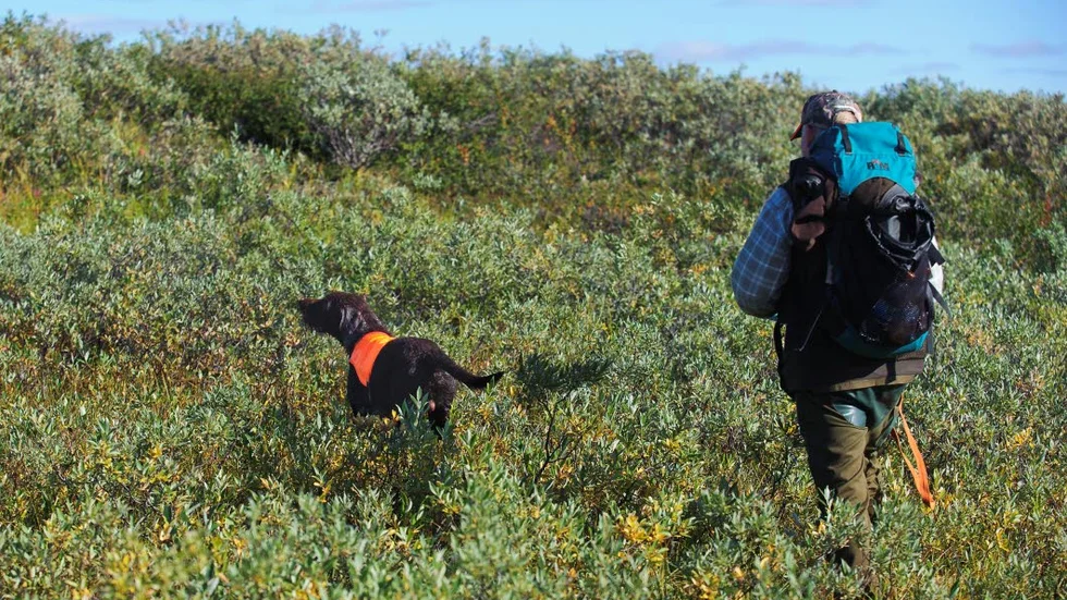 Ändras. Det kan komma att bli förändringar i regelverket för fjälljakten. Nye landsbygdsministern Sven-Erik Bucht (S) hoppas kunna återgå till de gamla reglerna som innebar att svenska medborgare hade förtur till jakten framför utländska jägare.