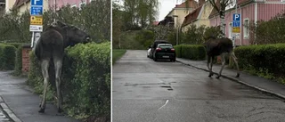 Här syns älgen – på Söder     