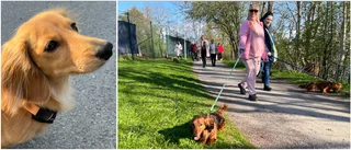 VIDEO: Nova intog Folkparken – med ett 30-tal av sina taxkompisar