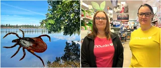 Det våras för fästingarna – kan ha samband med milda vintern