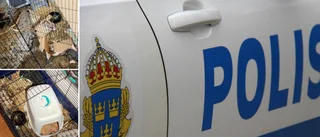 Döda kaniner i plastpåsar på balkongen – kvinna döms för vanvård