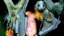 Nattdjur. Fladdermöss är utpräglade nattdjur som helst jagar när det är riktigt mörkt. Dessa är från Australien, men fladdermöss finns även i Tykarpsgrottan i norra Skåne.                                Foto: Pressens Bild/Arkiv