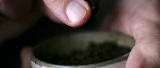 Här plockas inga svenska prillor
