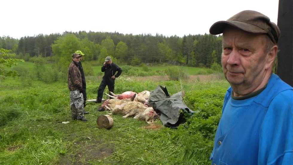 Åke Hallberg, fårfarmare som drabbades av flera vargattacker på gården.