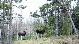 Tidpunkter då man ska vara extra vaksam är i gryning och skymning men också tiden då det sker störningar hos viltet i samband med att folk är ute i skogen på bär- och svampplockning eller vid älgjaktstiden.
Foto: Margareta Ljungblad