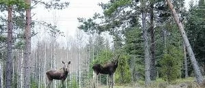 Många viltolyckor i länet