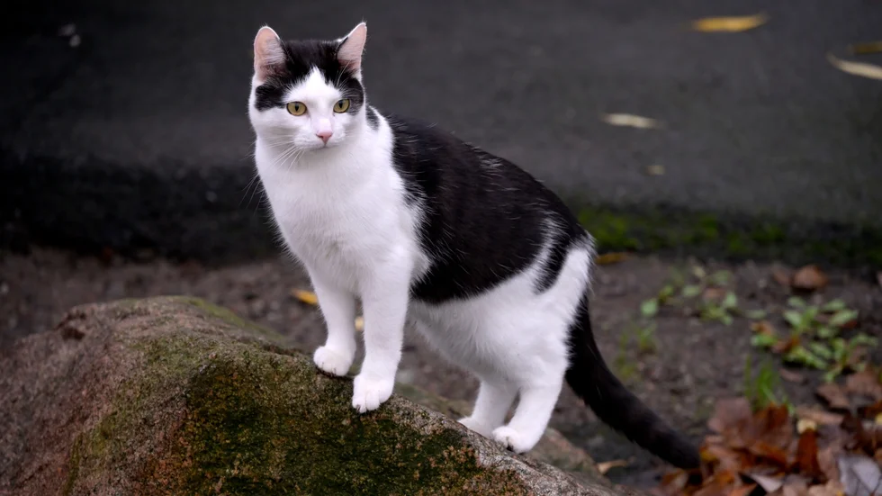 Enligt kvinnan höll mannen på och sparkade stenar mot hennes katt vid upprinnelsen till händelsen.
