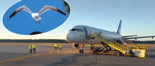 Flygplan som skulle lyfta från Skellefteå ställs in efter fågelkollision – resenärer fick inte lyfta på onsdagskvällen