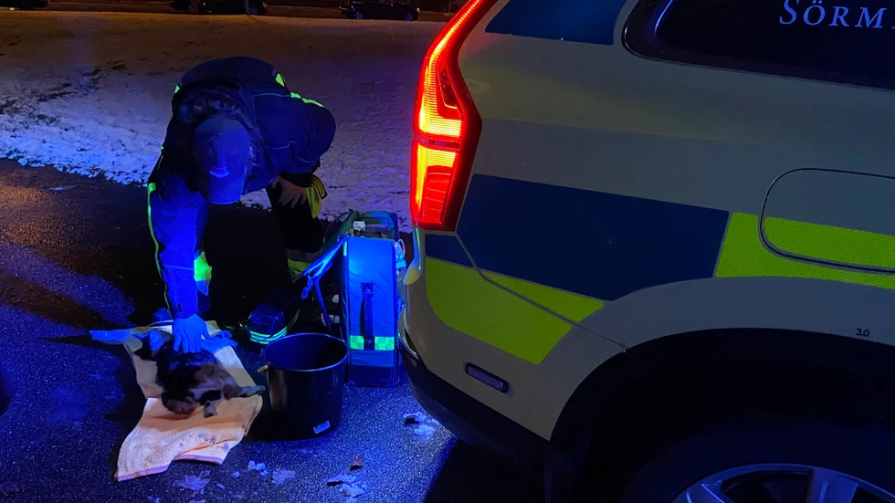 Kattens liv gick inte att rädda men räddningstjänst och ambulanspersonal gjorde ett försök. Sköldpaddan, som klarade sig, ligger i hinken.