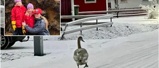 Oro för frusna svanungar på Bergnäset: "Tragiskt om de inte går att hjälpa"