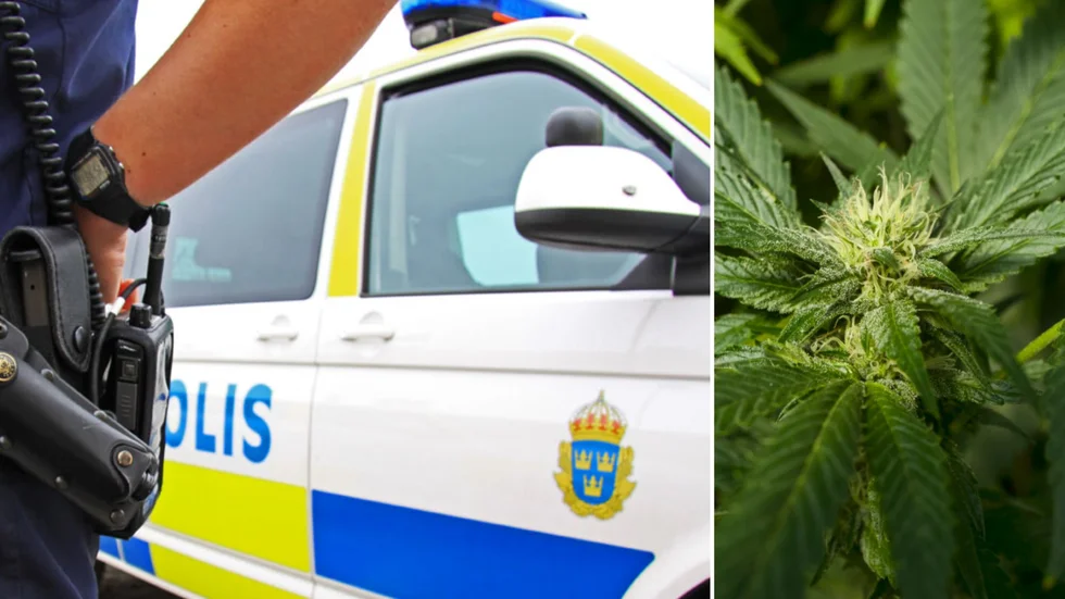 Skelleftepolisen slog till mot 27-åringens bostad. Detta efter att dofterna i trapphuset avslöjat vad som fanns bakom ytterdörren.