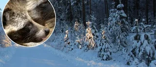 Ovanliga klippet: Här filmas invasiva rovdjuret på 97:an