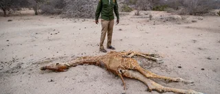 Massdöd bland vilda djur i torkans Kenya