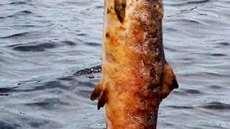 SJUK. Vildlaxen i Torneälven har drabbats av sjukdom, fiskare vittnar om varbölder som tar död på laxen.