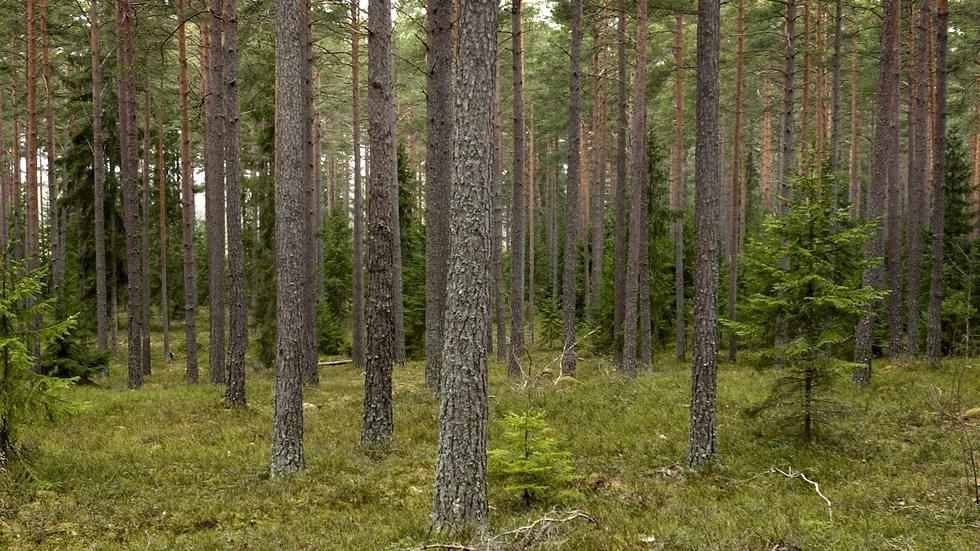 Myror trivs bäst bland inhemska tallar, enligt en färsk studie. Arkivbild.