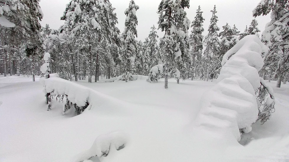 Naturens egen snöskulptur.